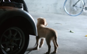 犬の快適さを一番に考えて